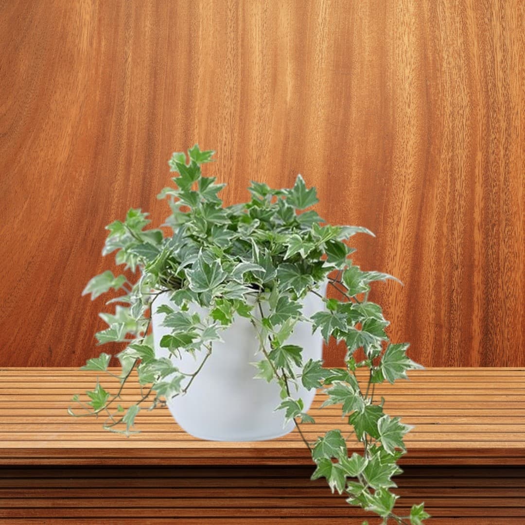 English ivy (Hedera helix) In White Ceramic Pot — Indoor Plants for Dubai & UAE delivery | Planto.ae