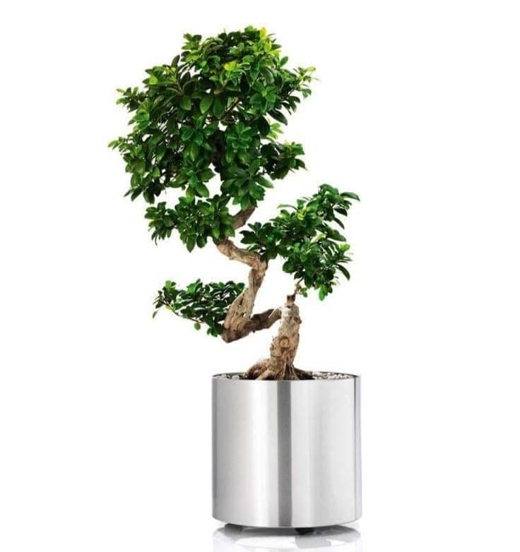 Ficus bonsai S Shape In Silver Metal Pot — Indoor Plants for Dubai & UAE delivery | Planto.ae