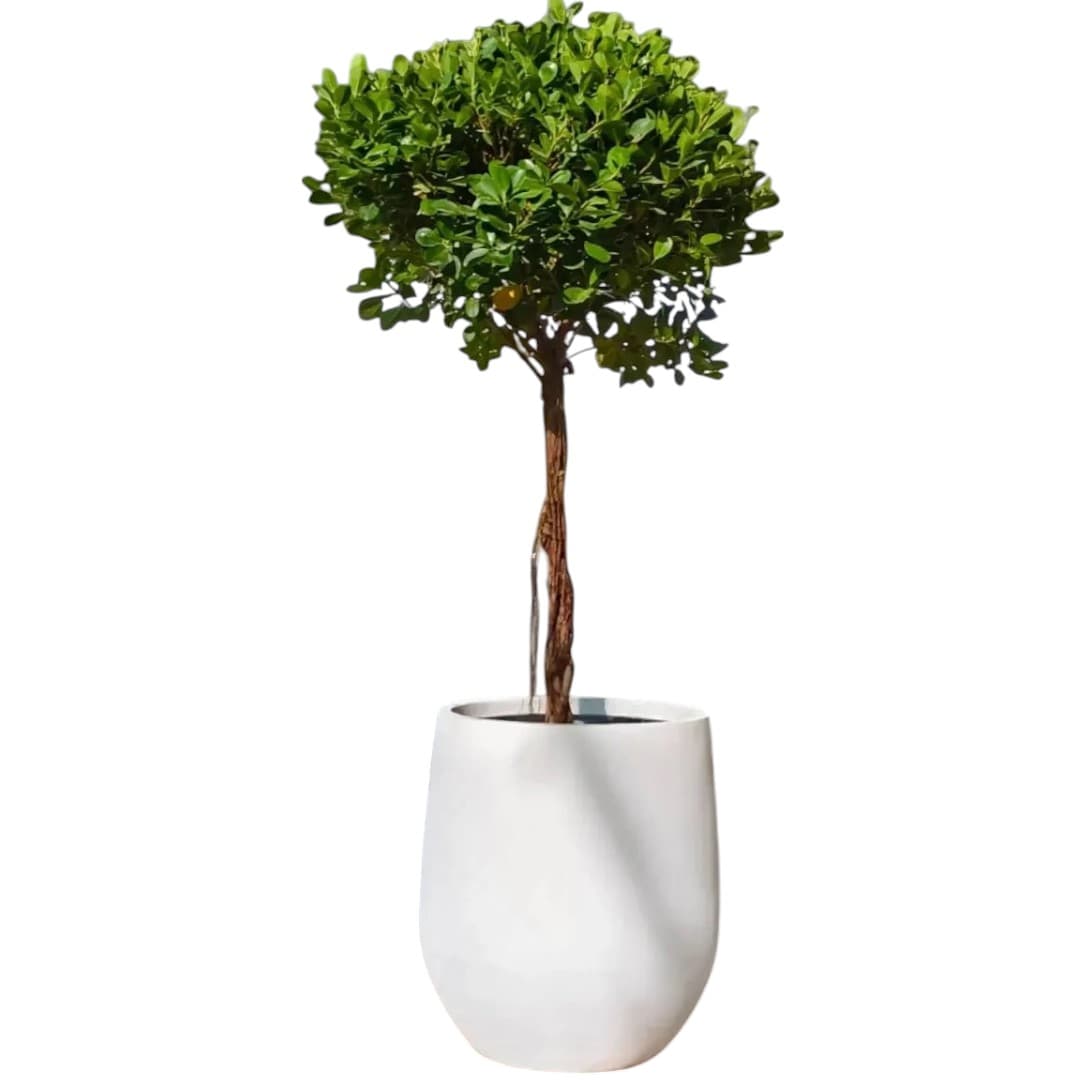 Ficus Panda Bonsai One Head — photo 2 | Planto.ae UAE