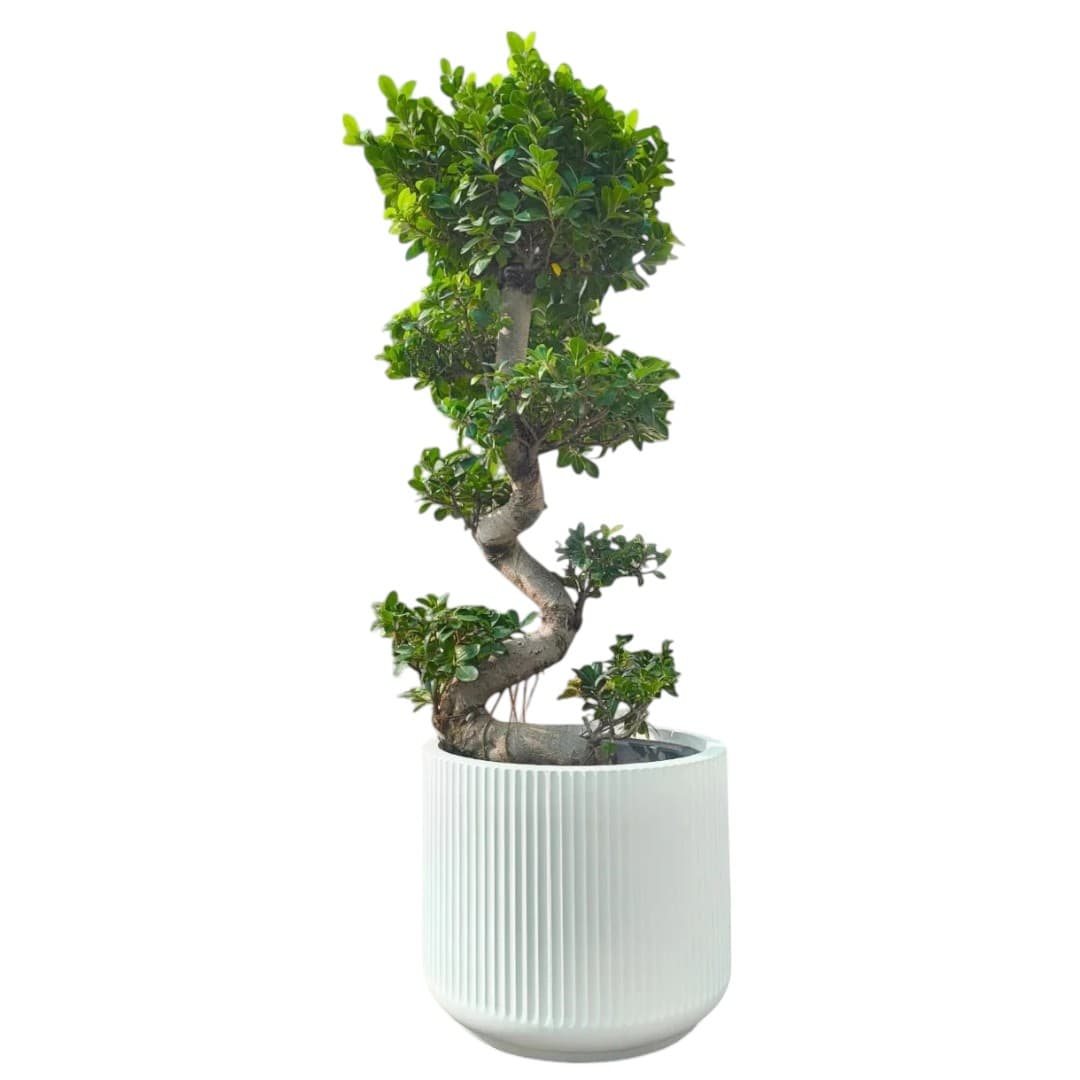Ficus Panda Bonsai “S” Shape | 90-110 cm — Indoor Plants for Dubai & UAE delivery | Planto.ae