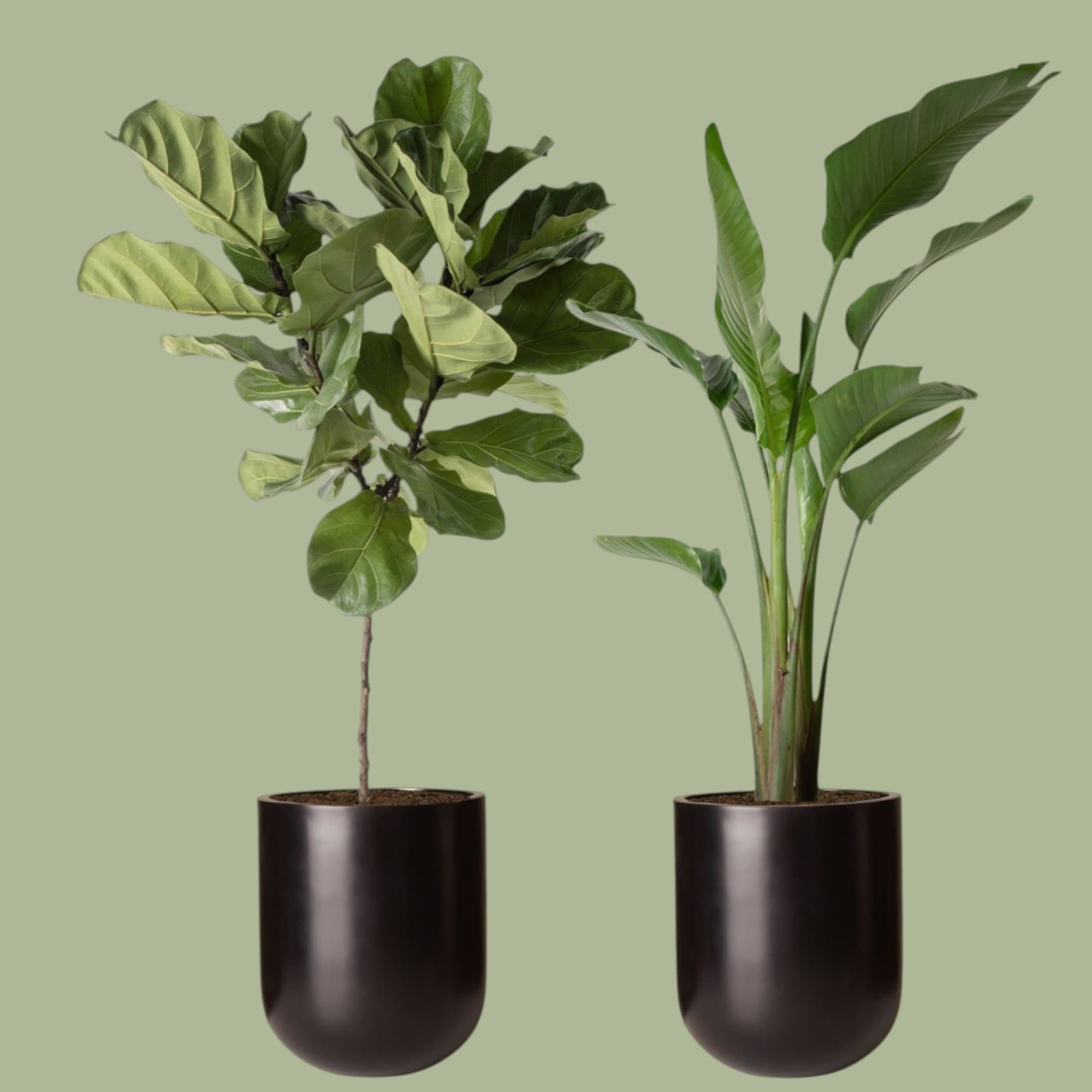Fiddle Leaf and Bird Of Paradise Set. — Indoor Plants for Dubai & UAE delivery | Planto.ae