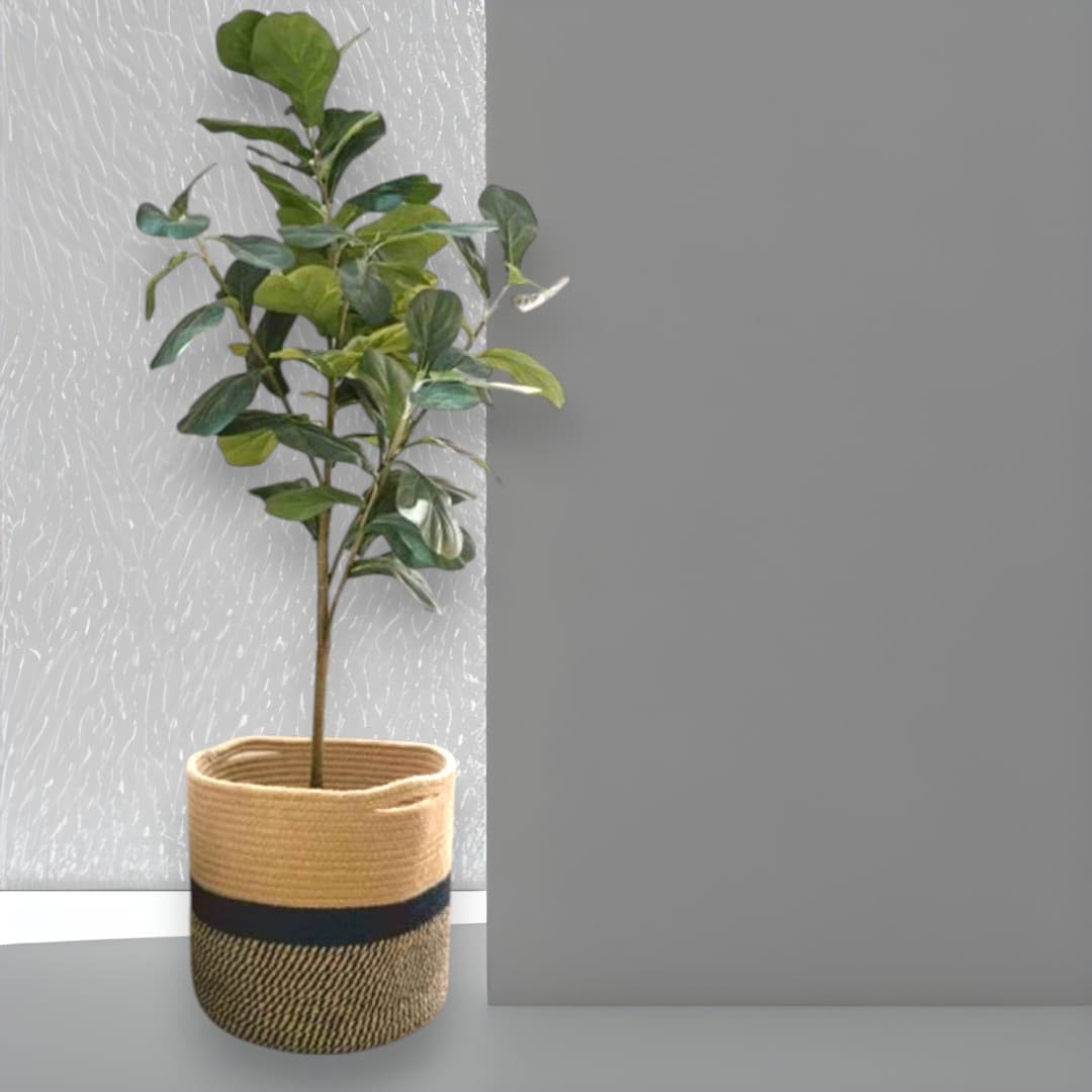 Fiddle Leaf Fig Plant – 120cm in Handwoven Basket — Indoor Plants for Dubai & UAE delivery | Planto.ae