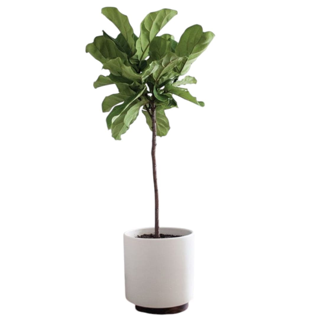 Fiddle Leaf Plant — Indoor Plants for Dubai & UAE delivery | Planto.ae