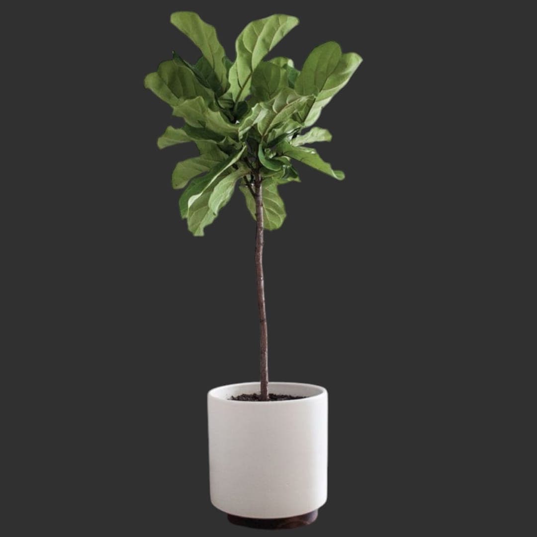 Fiddle Leaf Plant — photo 2 | Planto.ae UAE