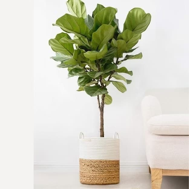 Fiddle Leafe Plant in Beautiful Basket — Indoor Plants for Dubai & UAE delivery | Planto.ae
