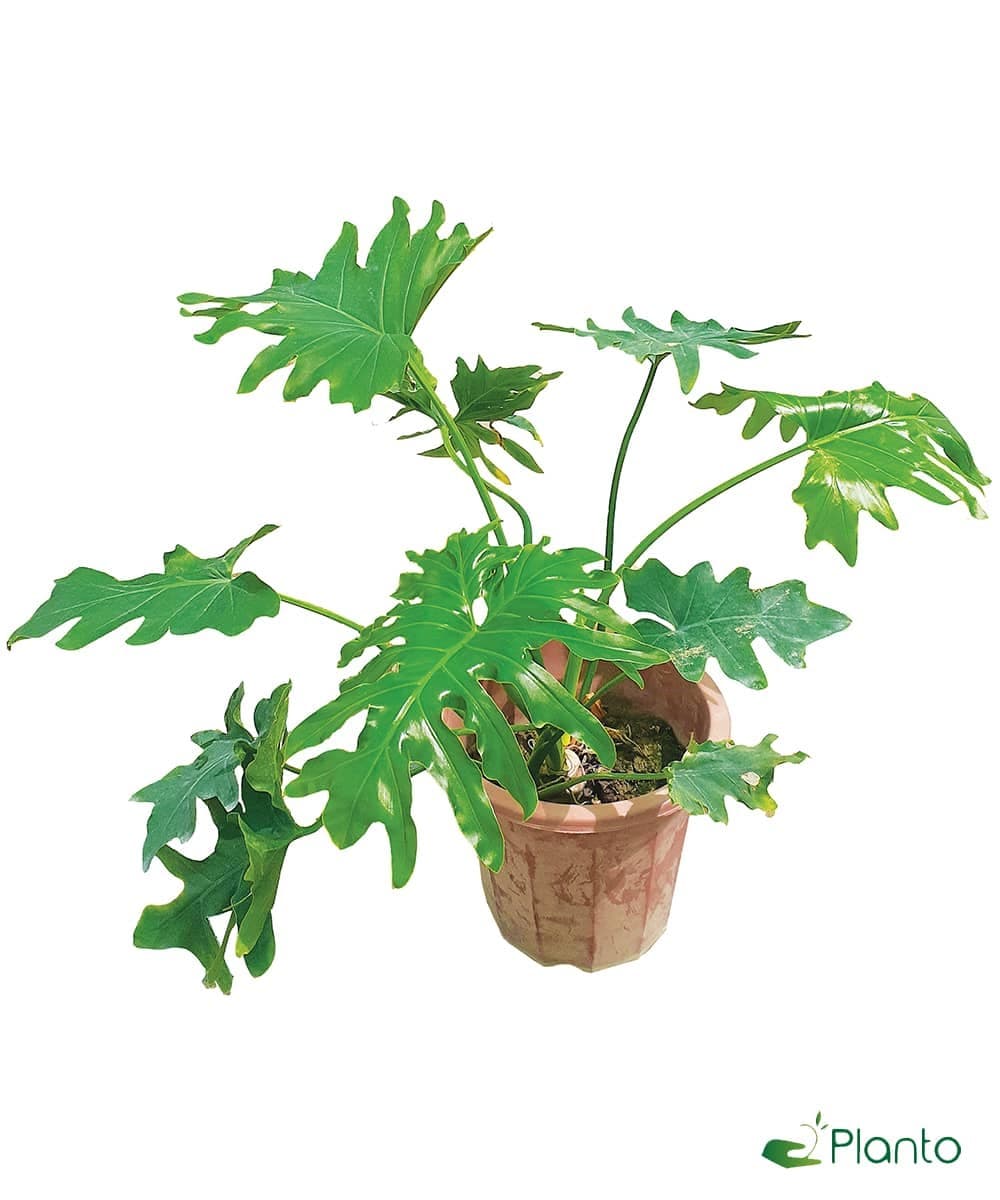 Filidrome Philodendron — Indoor Plants for Dubai & UAE delivery | Planto.ae