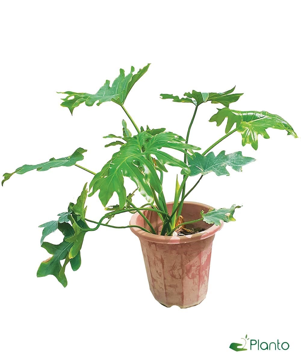 Filidrome Philodendron — photo 2 | Planto.ae UAE
