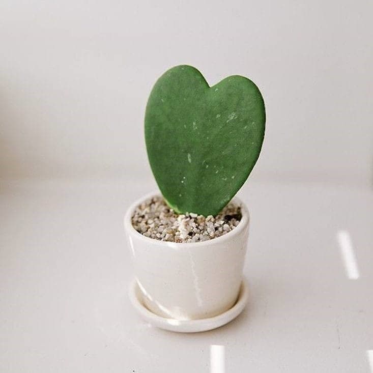 Hoya Kerrii Green, Heart Leaf White Pot — Indoor Plants for Dubai & UAE delivery | Planto.ae
