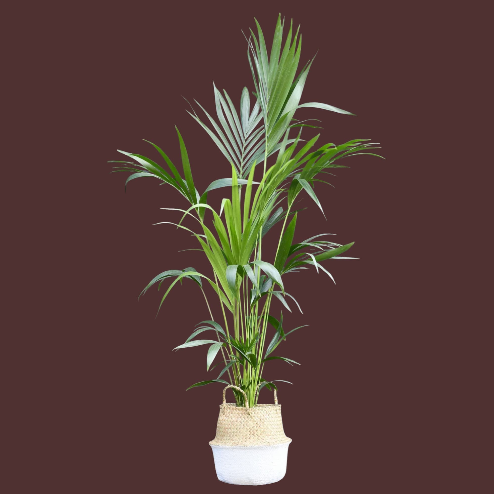 Kentia Palm In A Beautiful Basket — Indoor Plants for Dubai & UAE delivery | Planto.ae