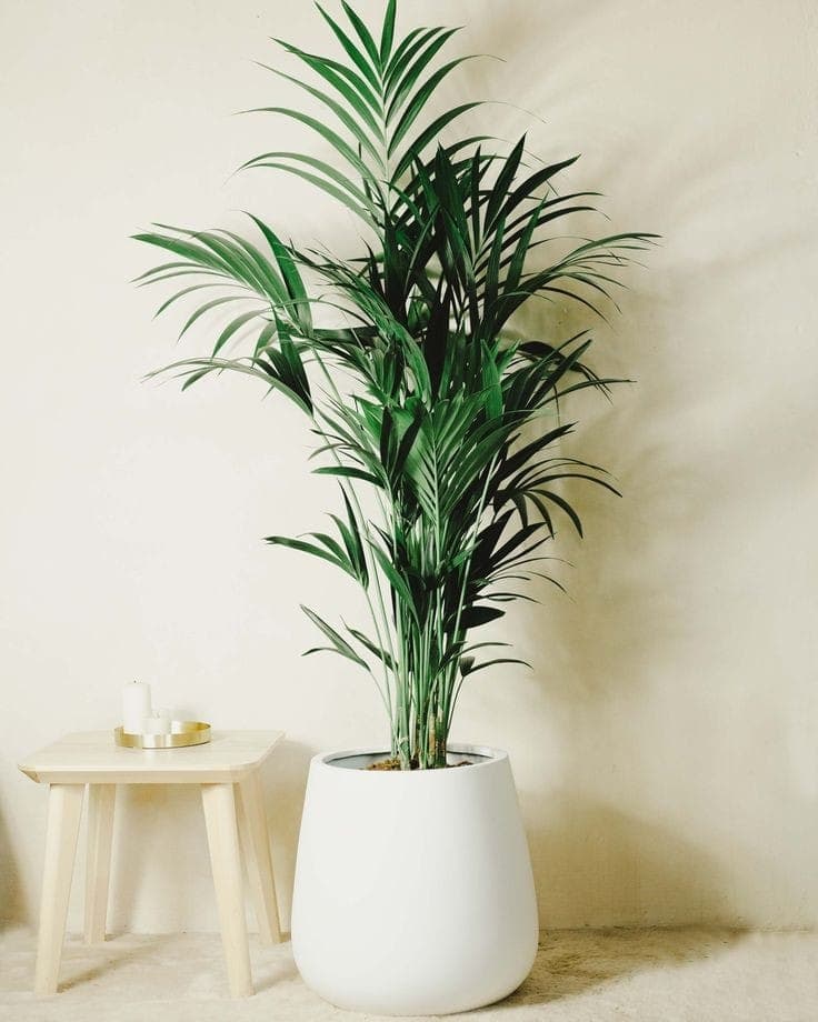 Kentia Palm In Fiber POt — Indoor Plants for Dubai & UAE delivery | Planto.ae