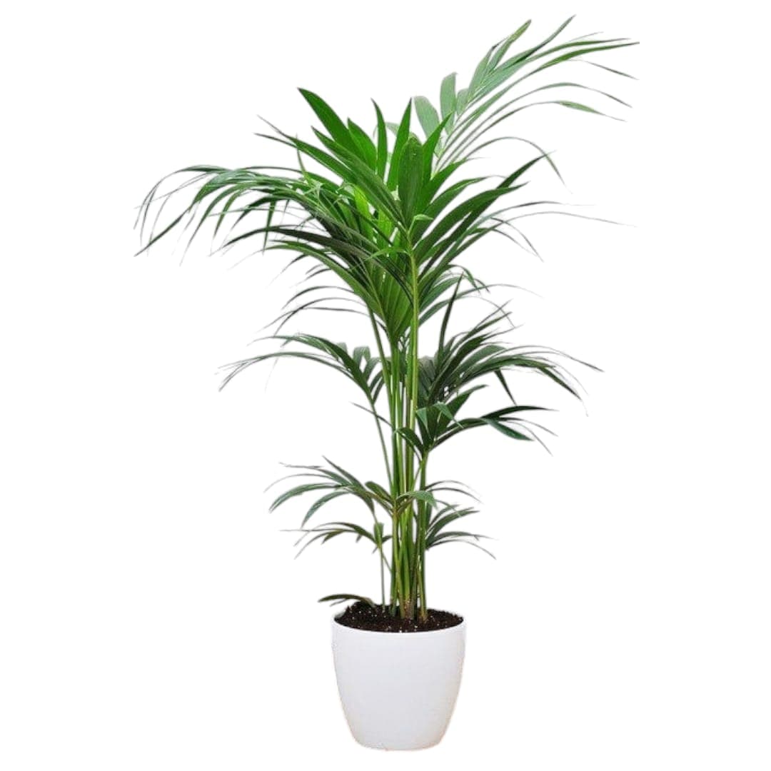 Kentia Palm In White Ceramic Pot — Indoor Plants for Dubai & UAE delivery | Planto.ae