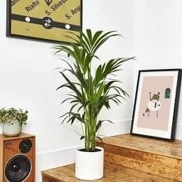 Kentia palm In White Ceramic Pot — Indoor Plants for Dubai & UAE delivery | Planto.ae