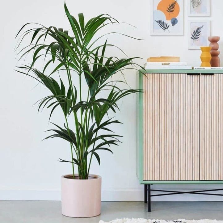 Kentia palm In White Ceramic Pot — photo 2 | Planto.ae UAE