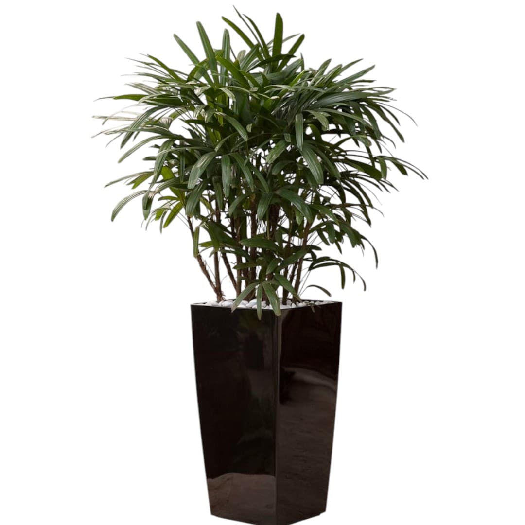 Lady Palm In Black Big Pot — Indoor Plants for Dubai & UAE delivery | Planto.ae