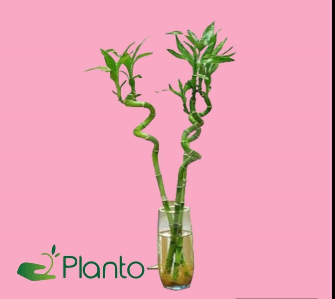Lucky Bamboo 3-Stems in Glass Container — Indoor Plants for Dubai & UAE delivery | Planto.ae
