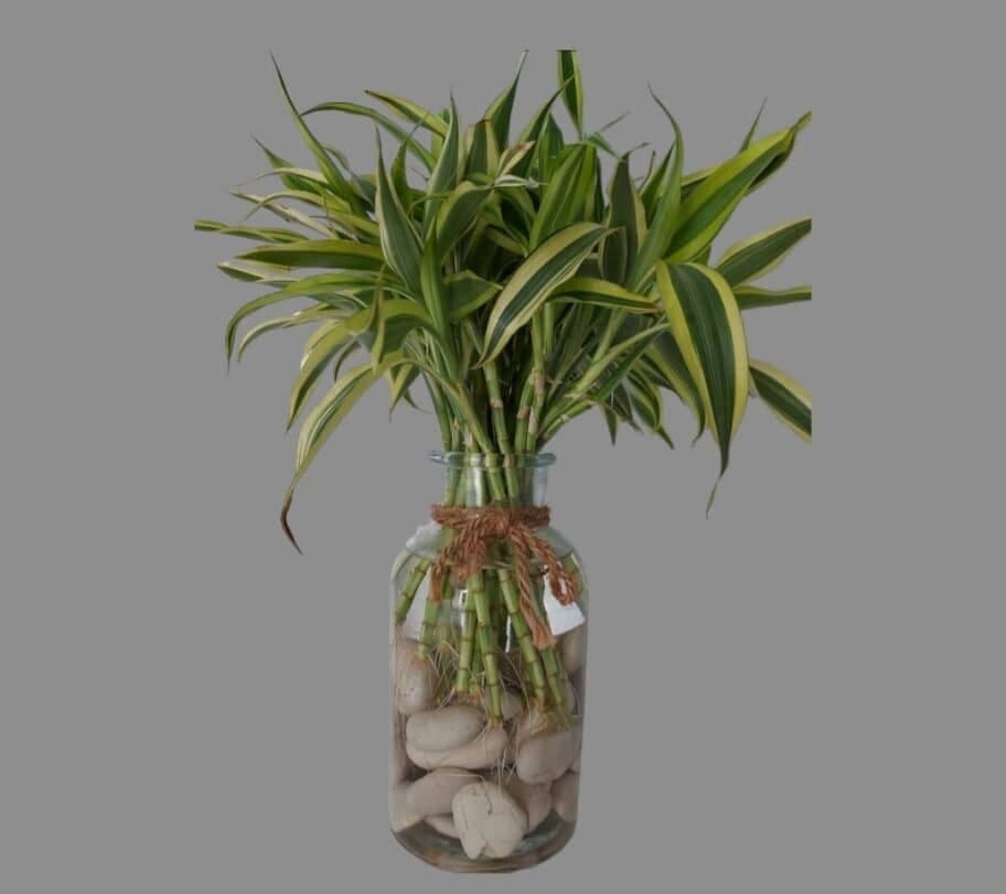 Lucky Bamboo In Glass Vase Filled With Stones — Indoor Plants for Dubai & UAE delivery | Planto.ae