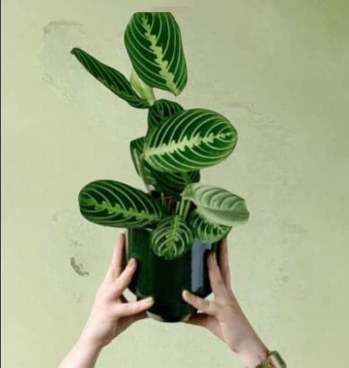 Maranta — Indoor Plants for Dubai & UAE delivery | Planto.ae