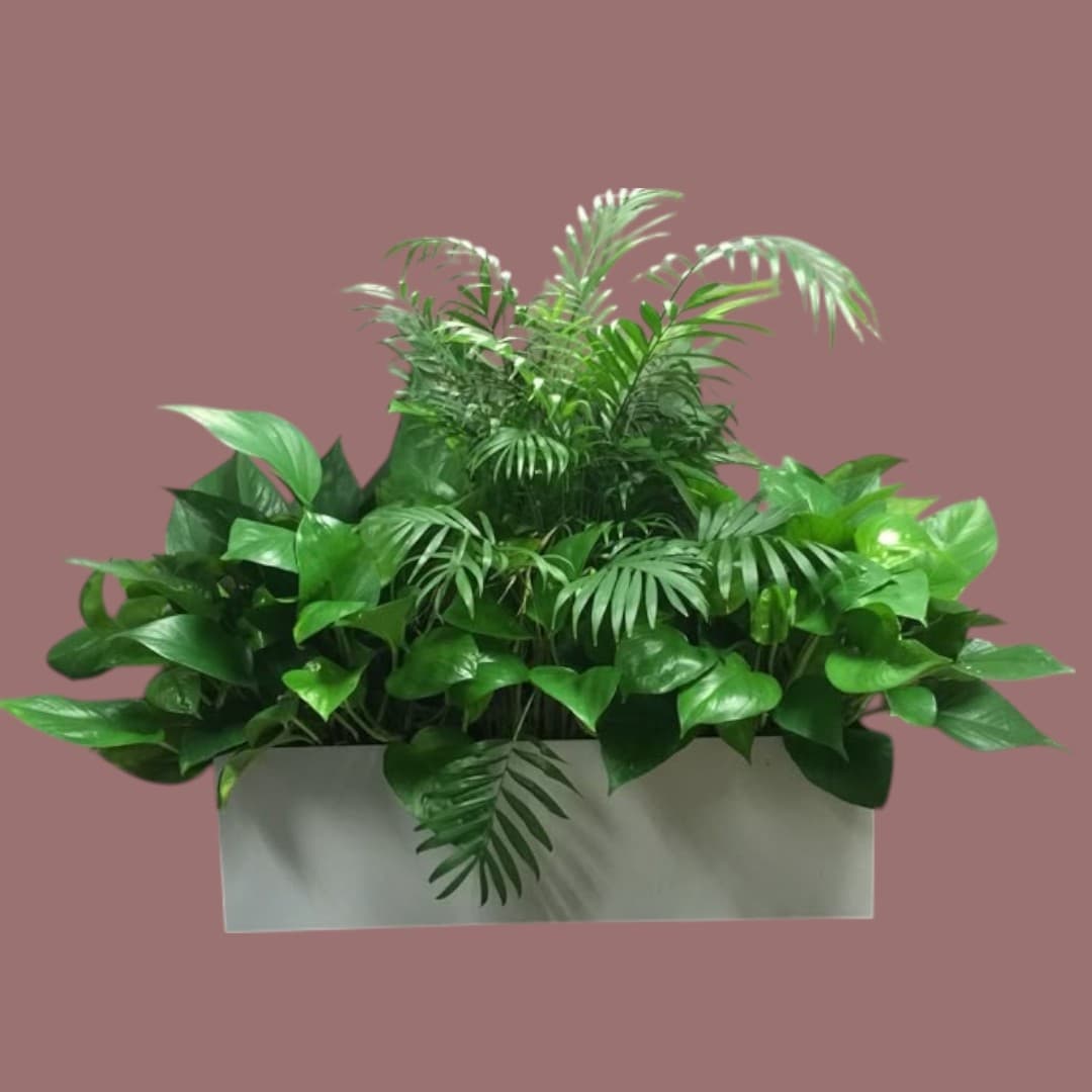 Mix Plants arrangements In White Planter — Indoor Plants for Dubai & UAE delivery | Planto.ae