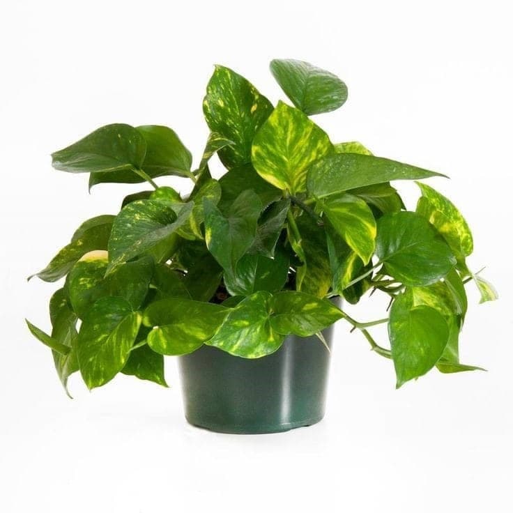 Money Plant — Indoor Plants for Dubai & UAE delivery | Planto.ae