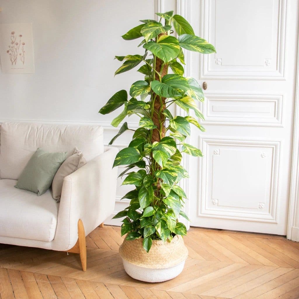 Money Plant In Basket — Indoor Plants for Dubai & UAE delivery | Planto.ae