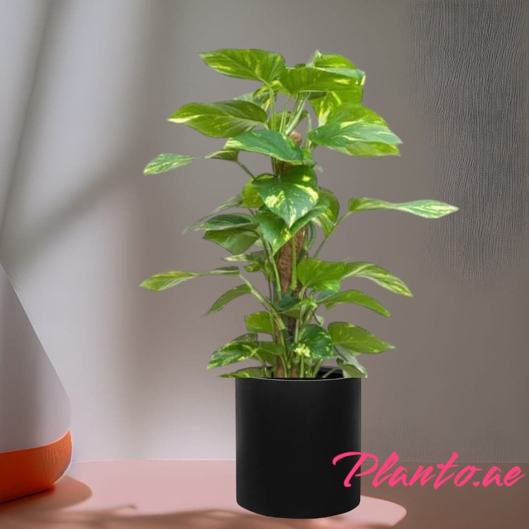 Money Plant In Black Ceramic Pot — Indoor Plants for Dubai & UAE delivery | Planto.ae