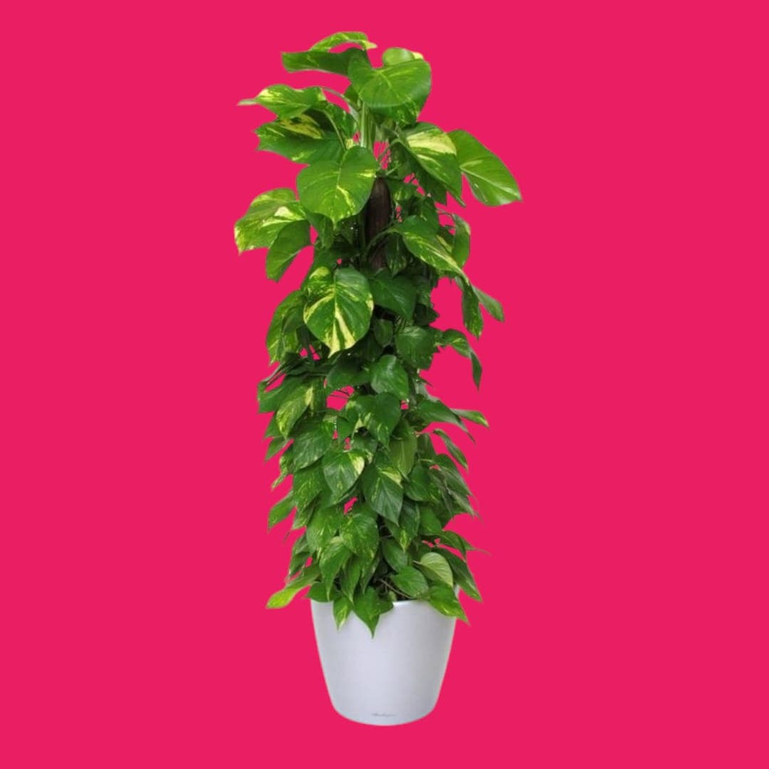 Money Plant In White Ceramic Pot — Indoor Plants for Dubai & UAE delivery | Planto.ae