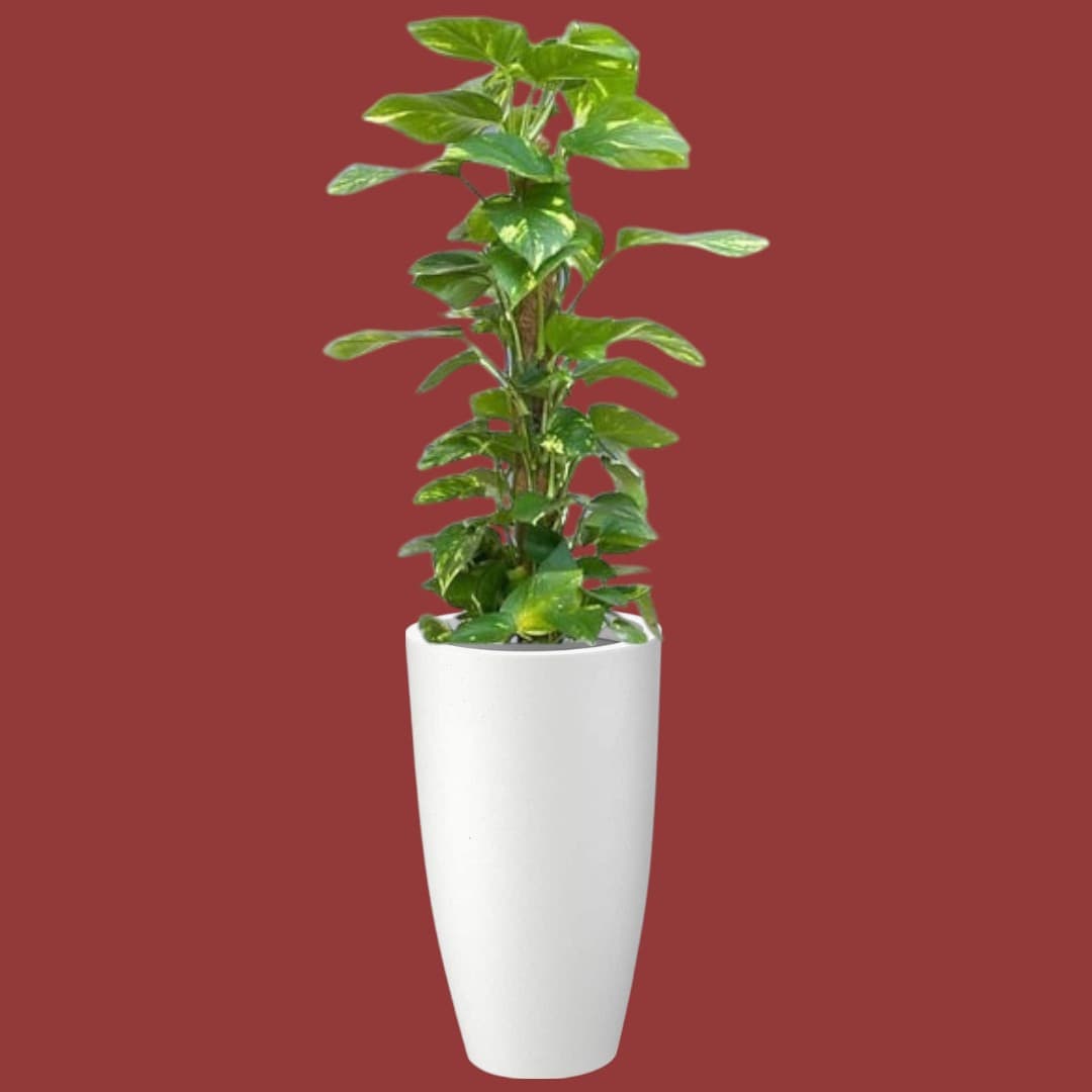 Money Plant InWhite Ceramic Pot — Indoor Plants for Dubai & UAE delivery | Planto.ae