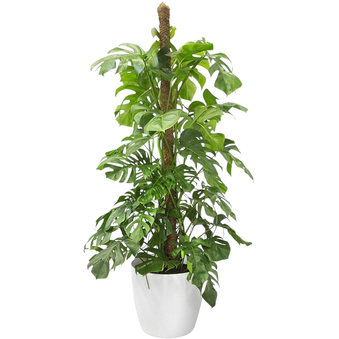 Monstera — Indoor Plants for Dubai & UAE delivery | Planto.ae