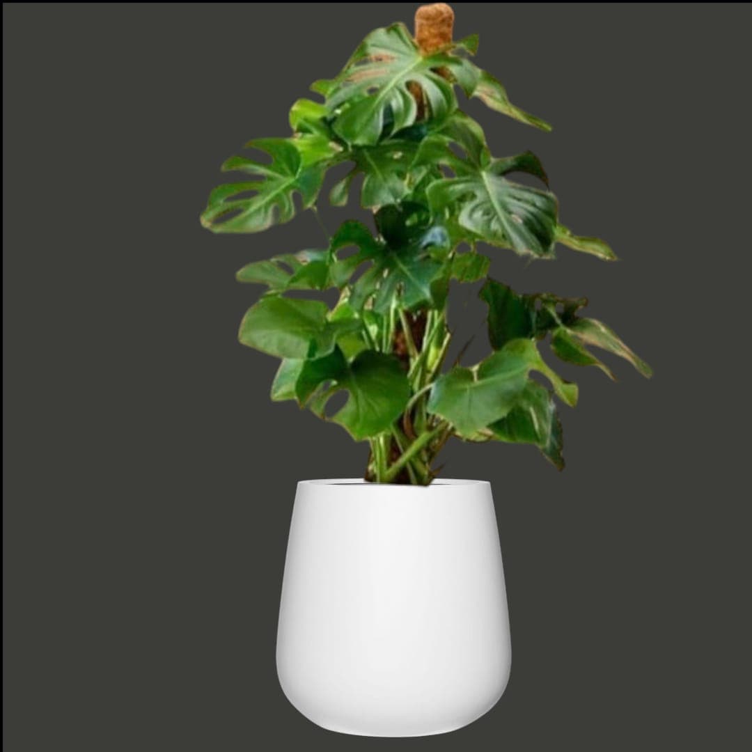 Monstera In Amazing Pot — Indoor Plants for Dubai & UAE delivery | Planto.ae