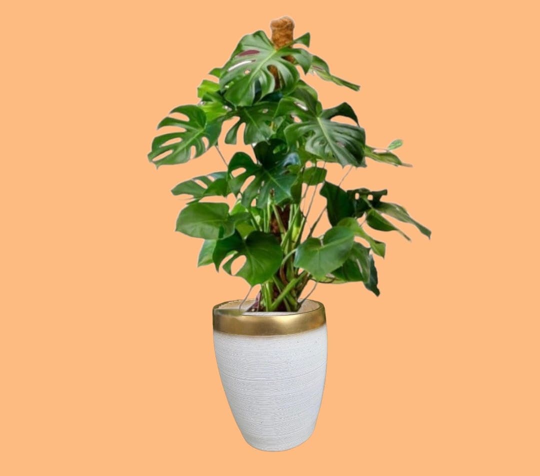 Monstera InCeramic  Pot — Indoor Plants for Dubai & UAE delivery | Planto.ae