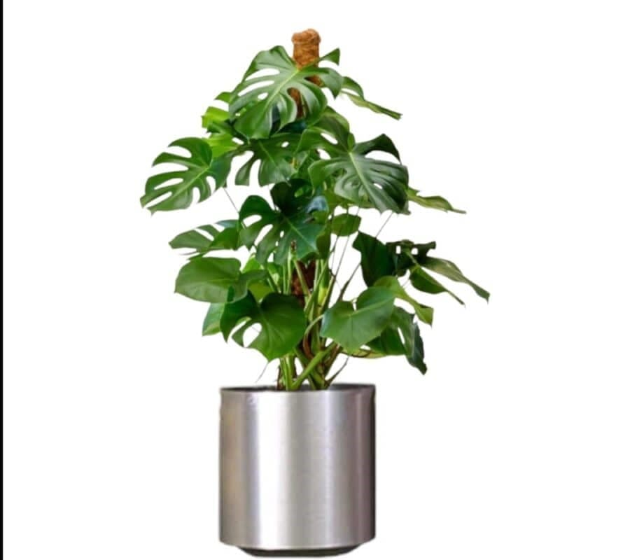 Monstera The Swiss Cheese In Silver Stainless Steel Pot — Indoor Plants for Dubai & UAE delivery | Planto.ae