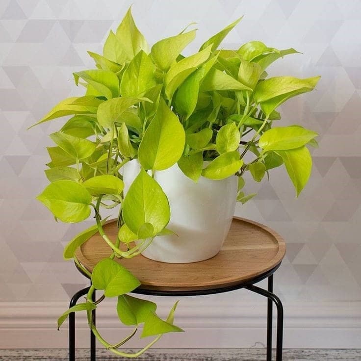 Neon Pothos In White Ceramic Pot — Indoor Plants for Dubai & UAE delivery | Planto.ae