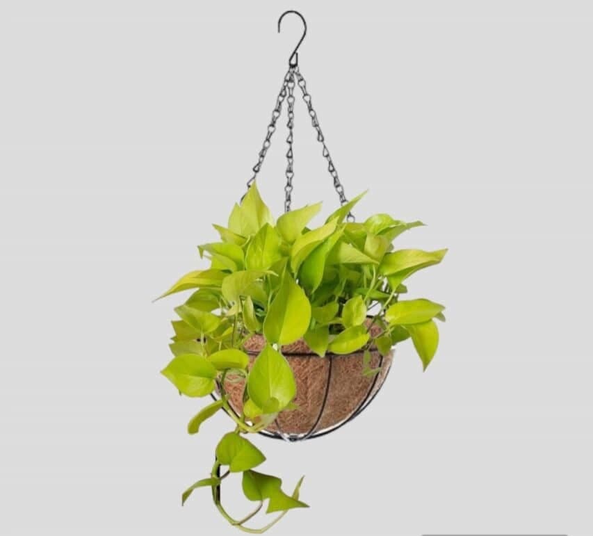 Neon Pothos Plant In Hanging Pot — Indoor Plants for Dubai & UAE delivery | Planto.ae