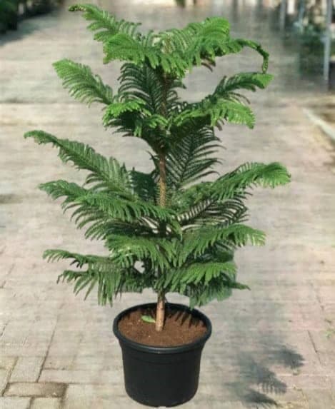 Norfolk Island Pine — Indoor Plants for Dubai & UAE delivery | Planto.ae