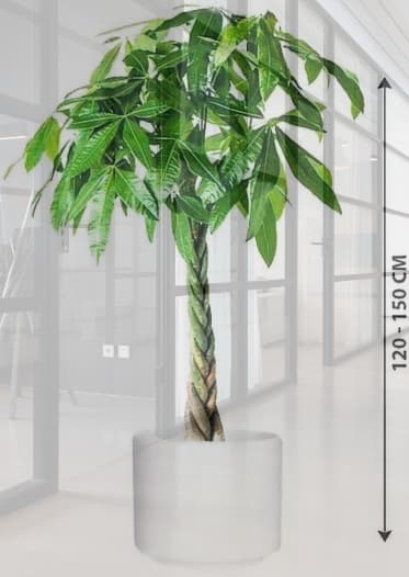 Pachira Twisted - Money Tree — Indoor Plants for Dubai & UAE delivery | Planto.ae