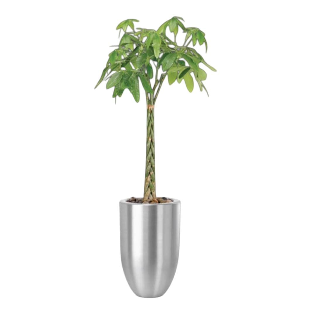 Pachire Plant In Silver Metal Pot — Indoor Plants for Dubai & UAE delivery | Planto.ae