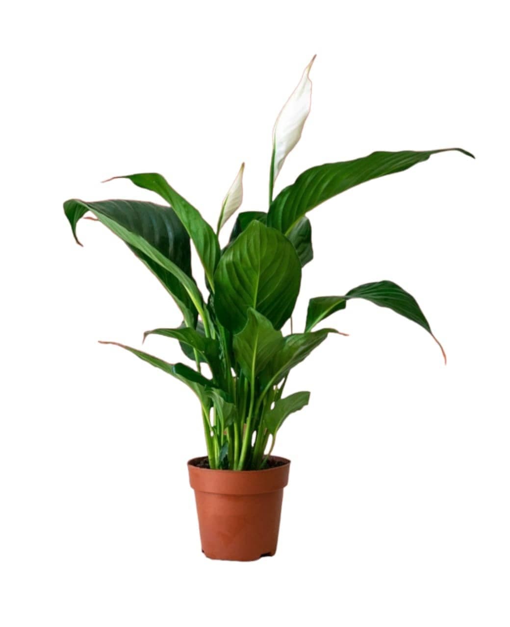 Peace Lilly — Indoor Plants for Dubai & UAE delivery | Planto.ae