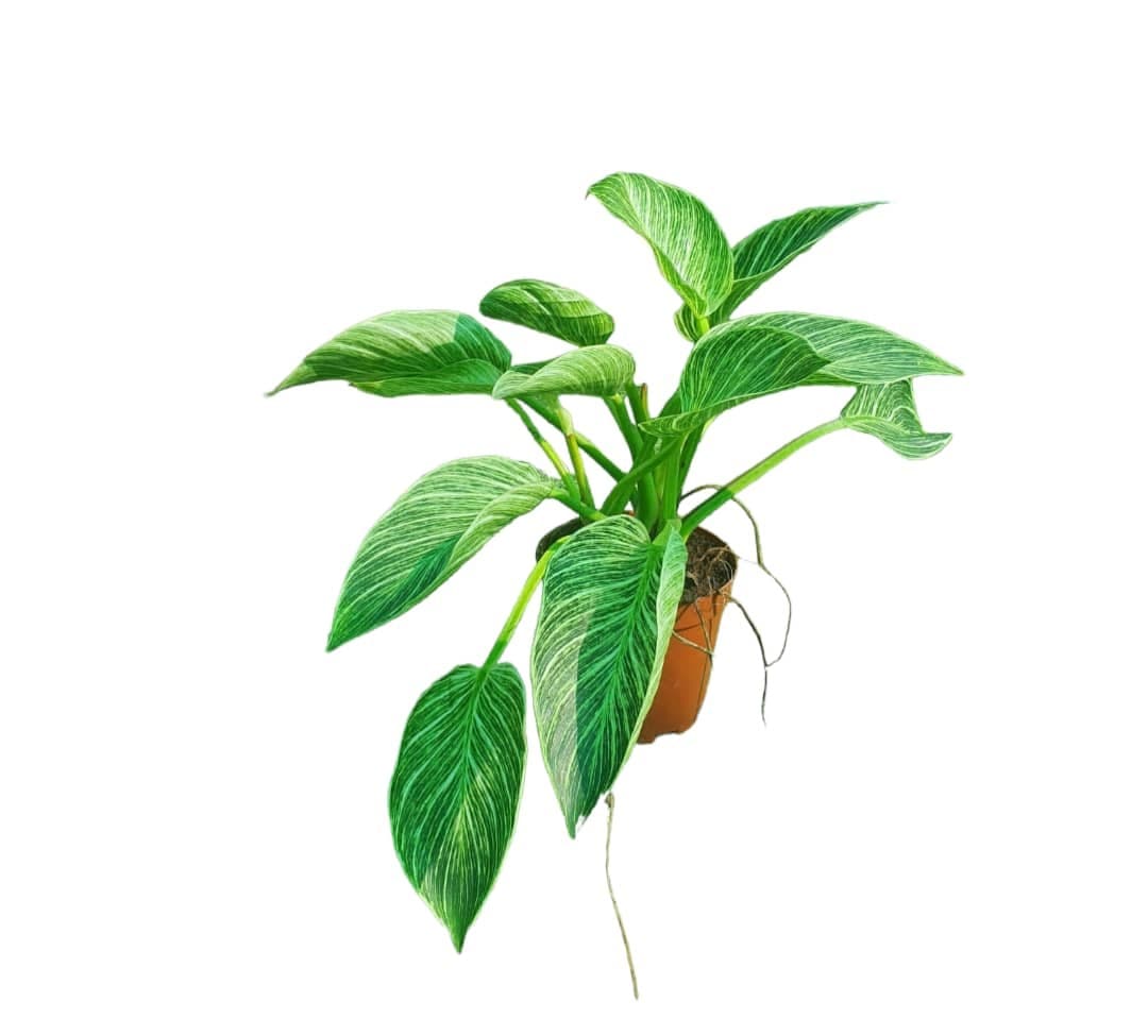 Philodendron Birkin — Indoor Plants for Dubai & UAE delivery | Planto.ae
