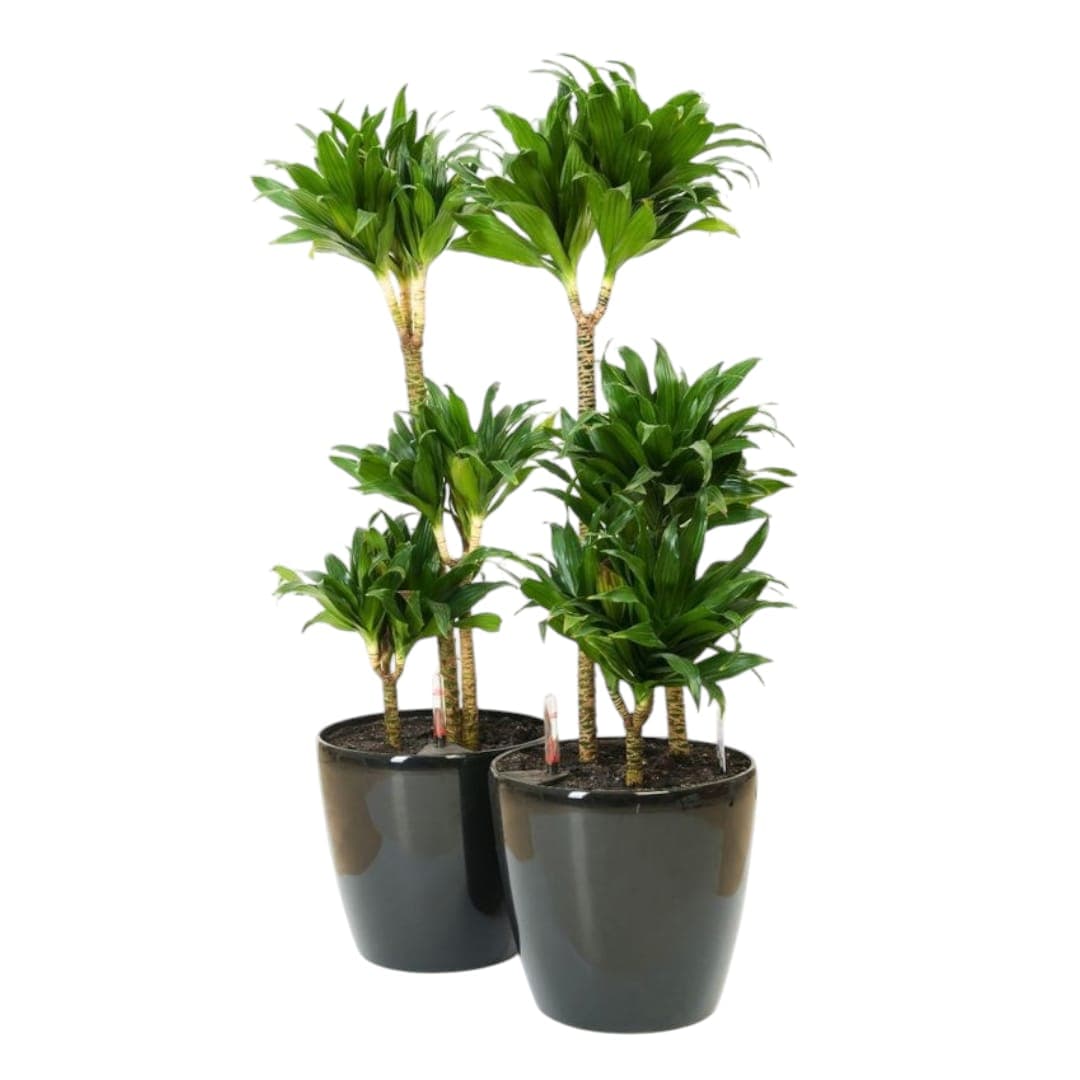 Plants Set 2 Dracaena Warneckii In Black Ceramic Pots — Indoor Plants for Dubai & UAE delivery | Planto.ae