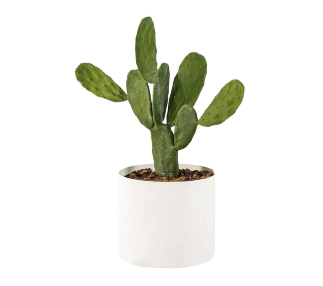 Prickly Pear Cactus In White Ceramic Pot — Indoor Plants for Dubai & UAE delivery | Planto.ae