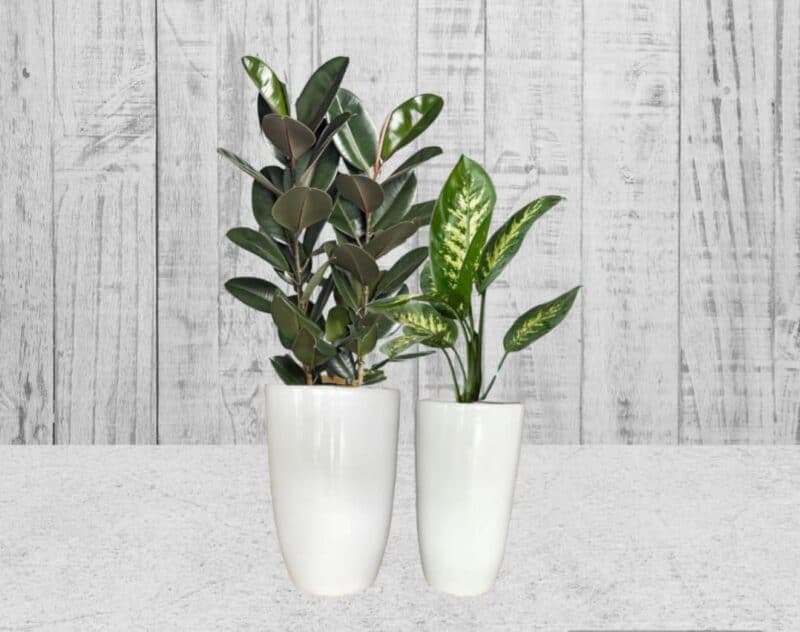 Rubber And Dieffenbachia In White Ceramic Pots — Indoor Plants for Dubai & UAE delivery | Planto.ae