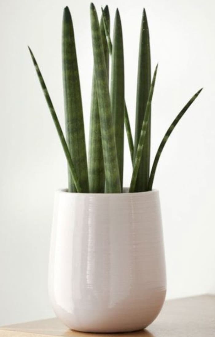 Sansevieria Cylindrical — Indoor Plants for Dubai & UAE delivery | Planto.ae