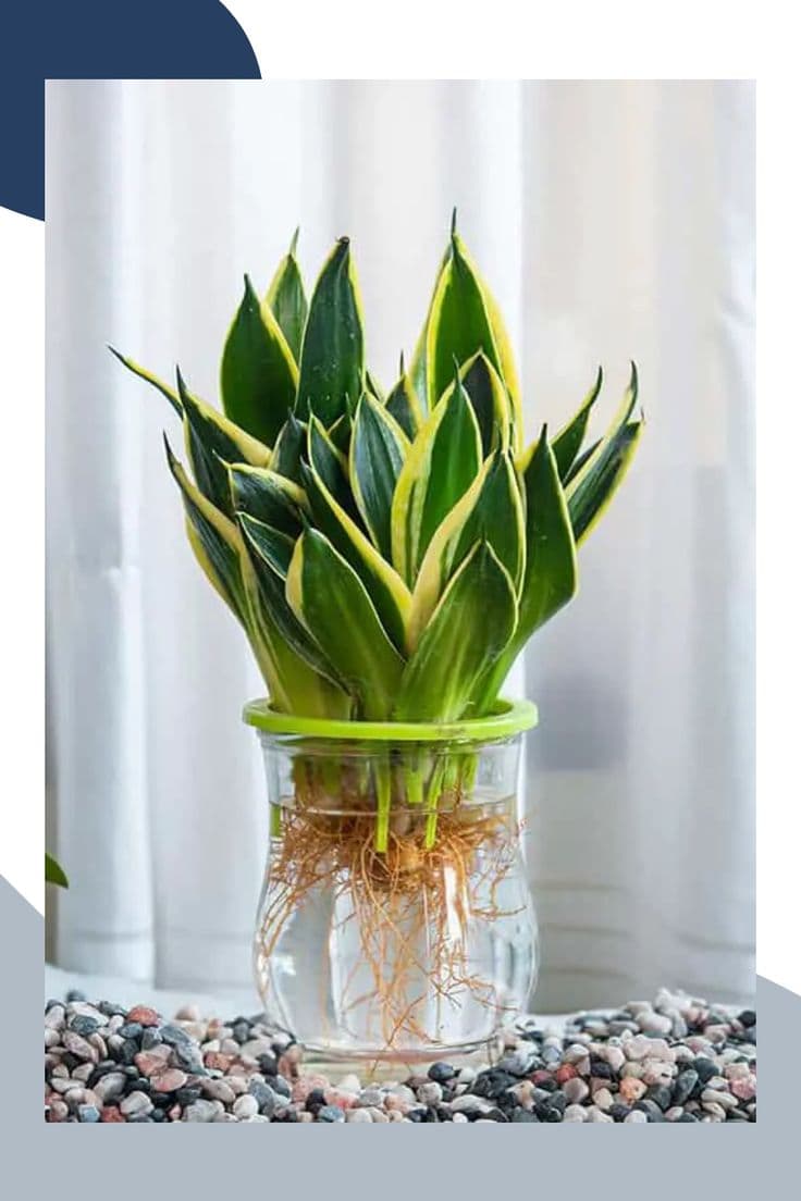 Sansevieria Water Snake Plant — Indoor Plants for Dubai & UAE delivery | Planto.ae