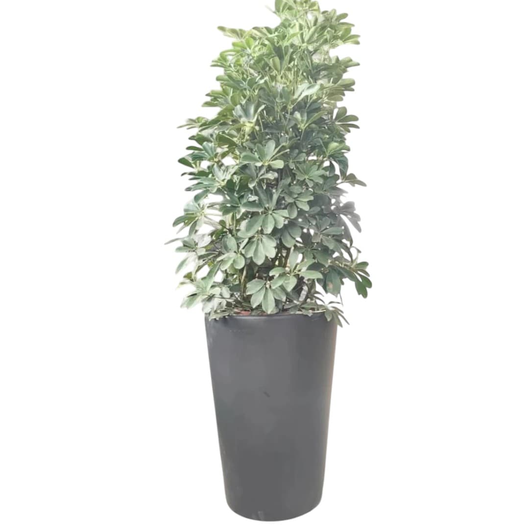 Saplera beautiful  80-100 cm — Indoor Plants for Dubai & UAE delivery | Planto.ae