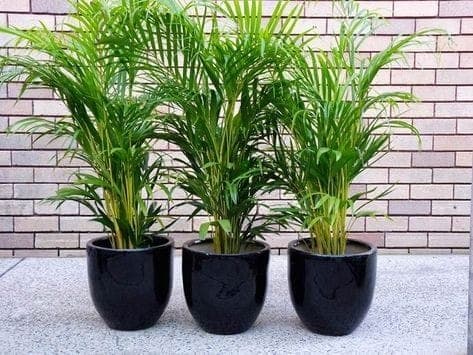 Set Of 3 Areca Palm — Indoor Plants for Dubai & UAE delivery | Planto.ae