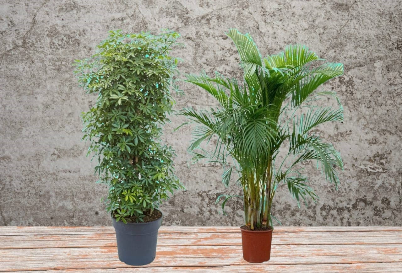 Set of Cheflera and Arecea Palm — Indoor Plants for Dubai & UAE delivery | Planto.ae