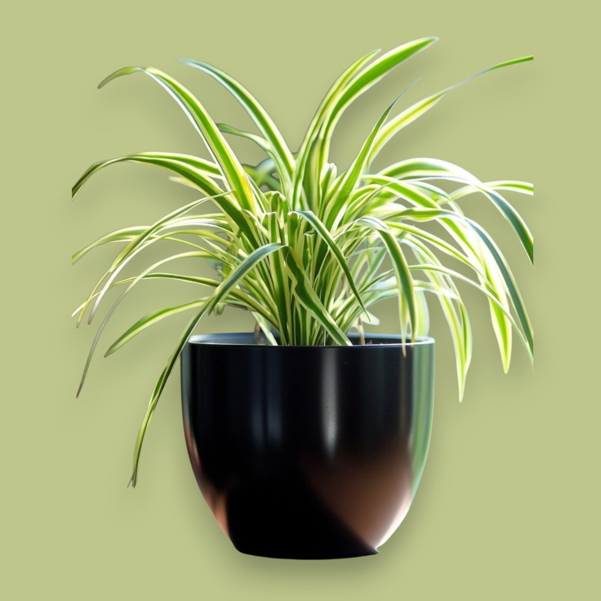 Spider Plant in Black Ceramic Pot — Indoor Plants for Dubai & UAE delivery | Planto.ae