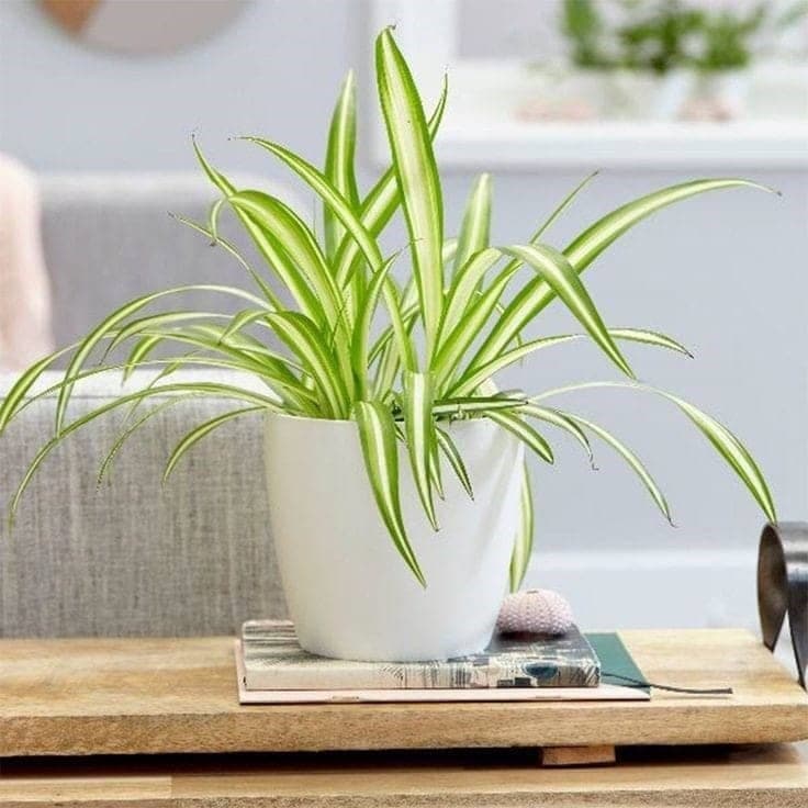 Spider Plant in White Ceramic Pot — Indoor Plants for Dubai & UAE delivery | Planto.ae