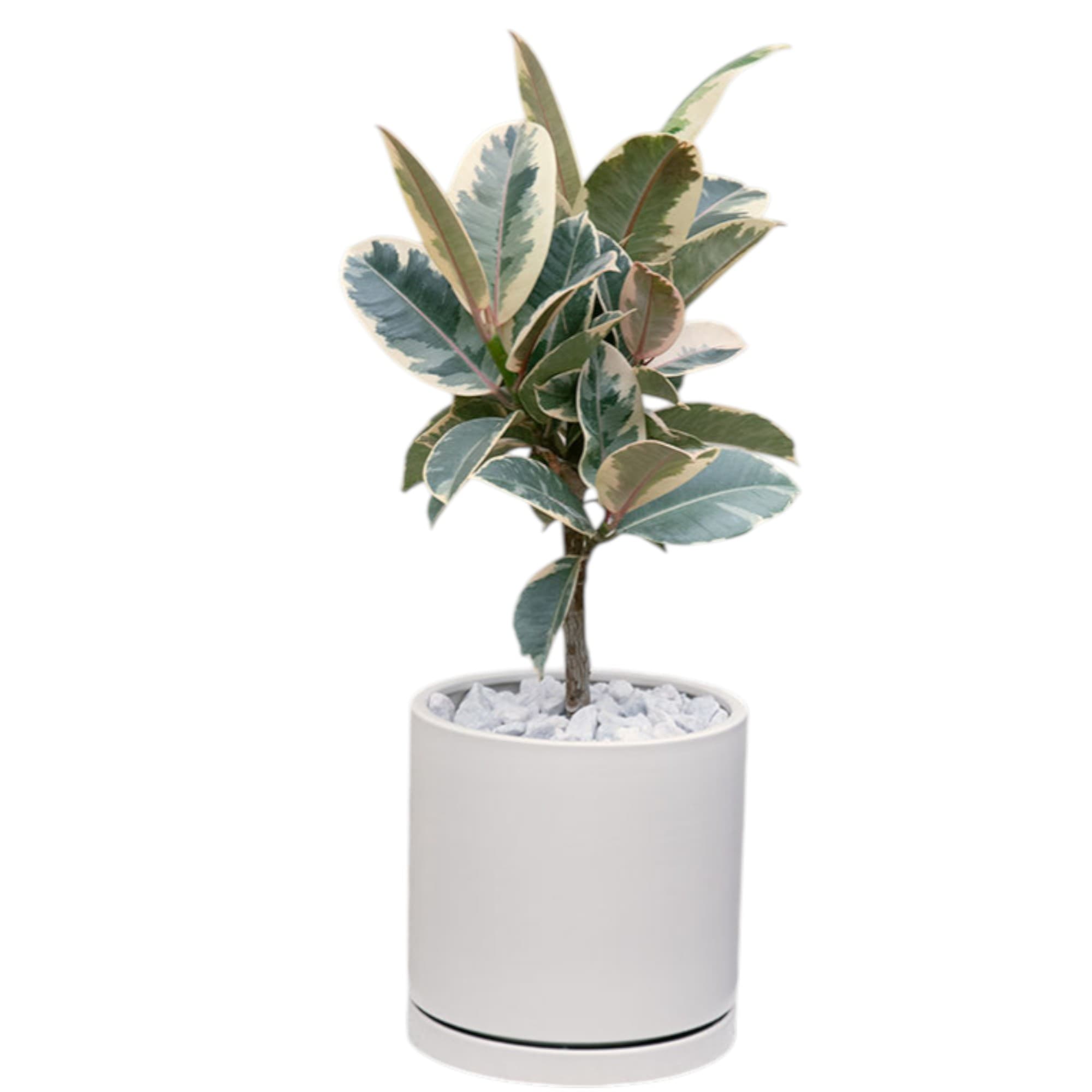Variegated Rubber Plant In White Ceramic Pot — Indoor Plants for Dubai & UAE delivery | Planto.ae