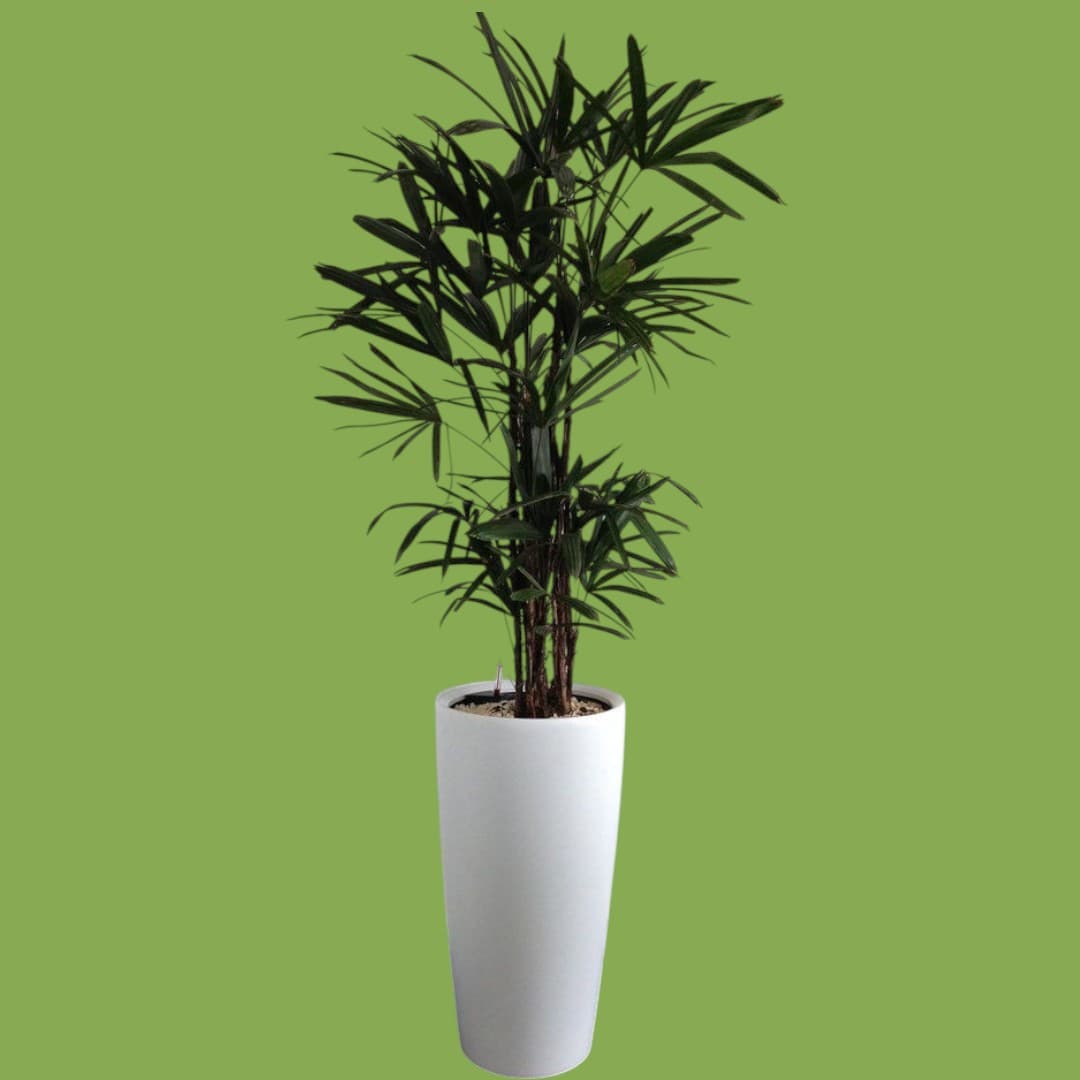 Very beautiful potted Lady Palm — Indoor Plants for Dubai & UAE delivery | Planto.ae